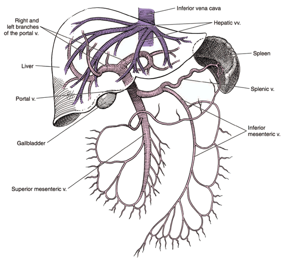 The portal venous system